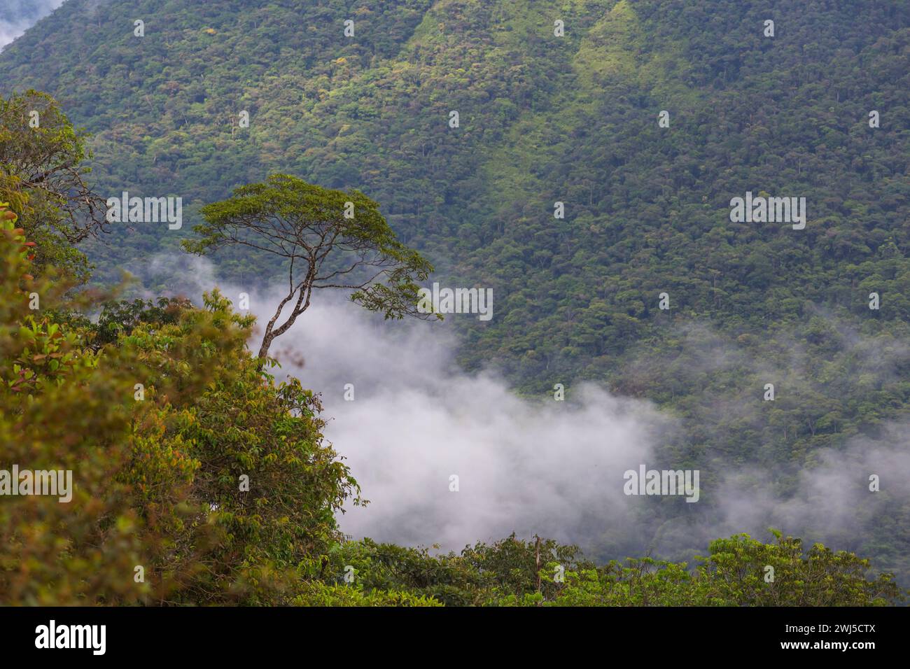 Giungla in Bolivia Foto Stock