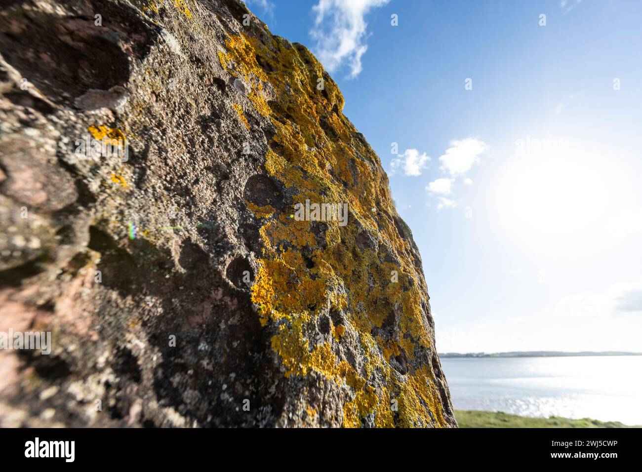 Licheni che crescono a nord, sud, est, scultura in pietra a ovest, Lydney Harbour, Gloucestershire, Regno Unito Foto Stock