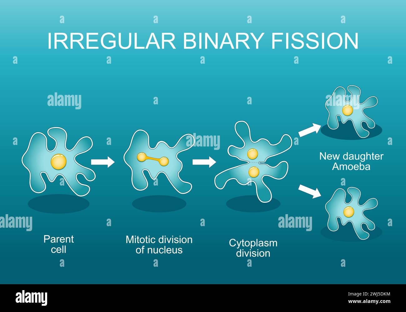 Fissione binaria irregolare in ameba. Riproduzione asessuale. Divisione cellulare. Adattamento evolutivo. Poster vettoriale. Illustrazione piatta isometrica. Illustrazione Vettoriale