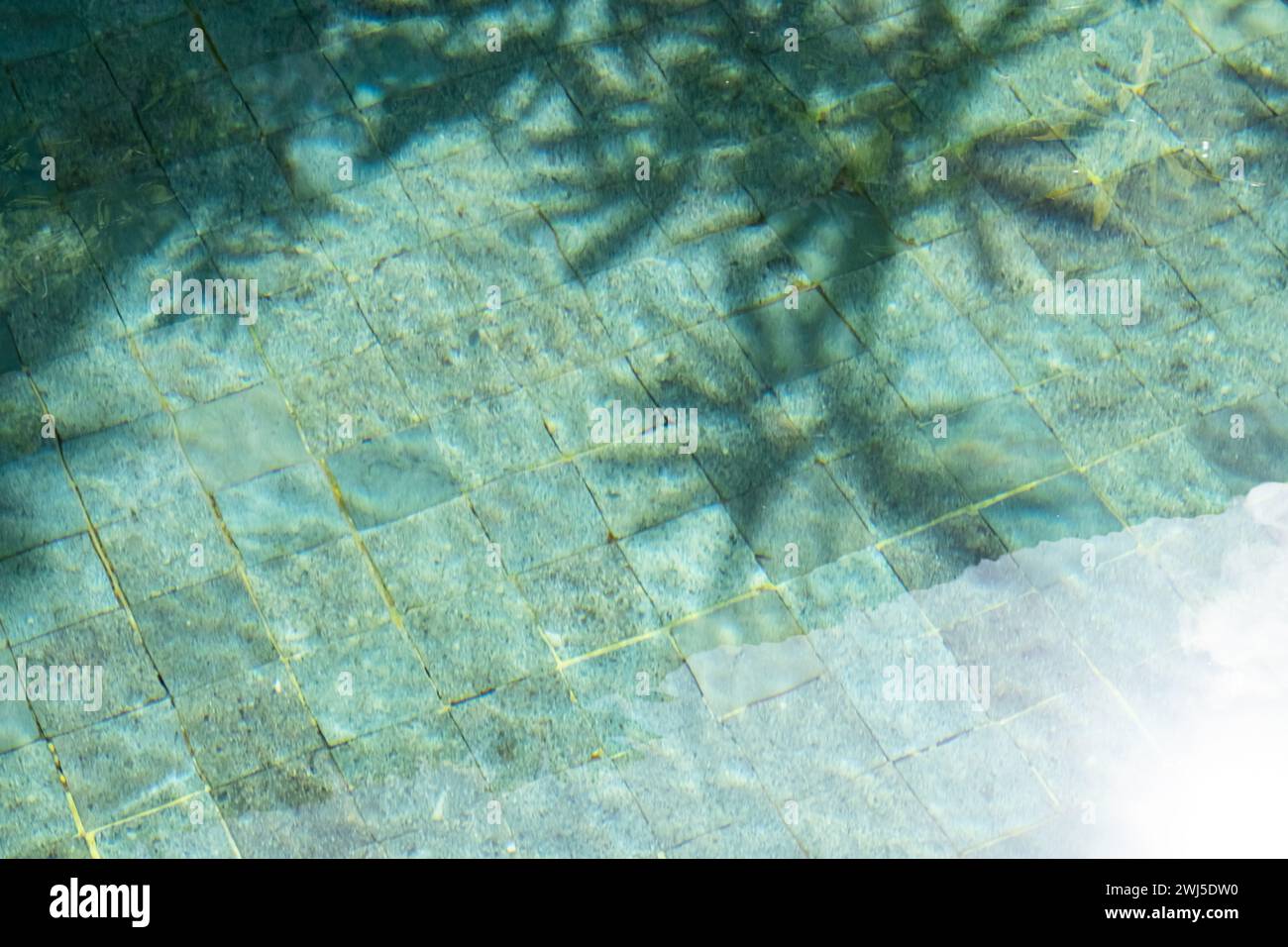 Foglie tropicali ombra sulla superficie della piscina. Foto Stock