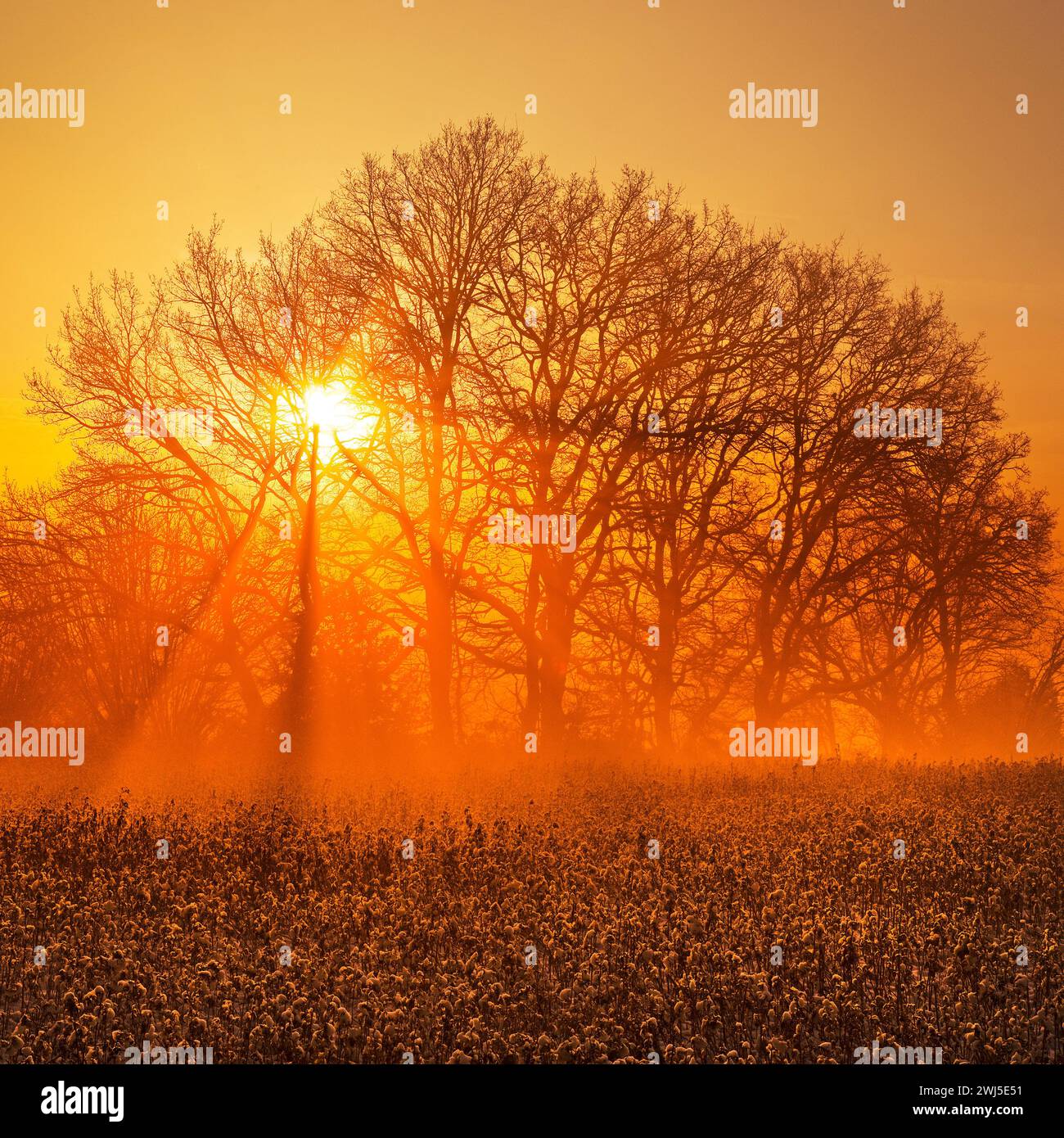 Alba suggestiva dietro gli alberi sopra un campo, Witten, regione della Ruhr, Germania, Europa Foto Stock
