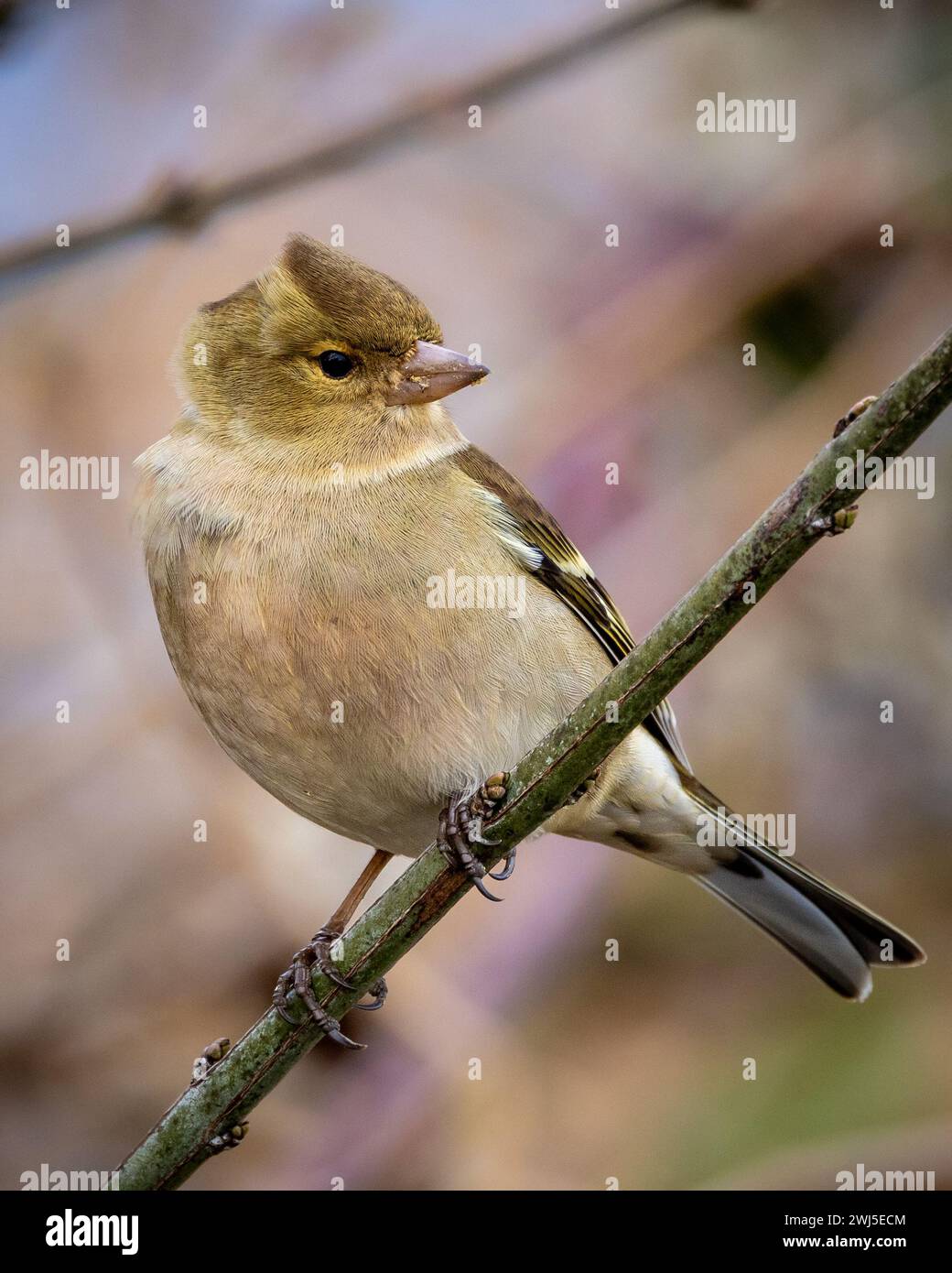 Un finch ravvicinato (Fringilla coelebs) arroccato su un ramo Foto Stock