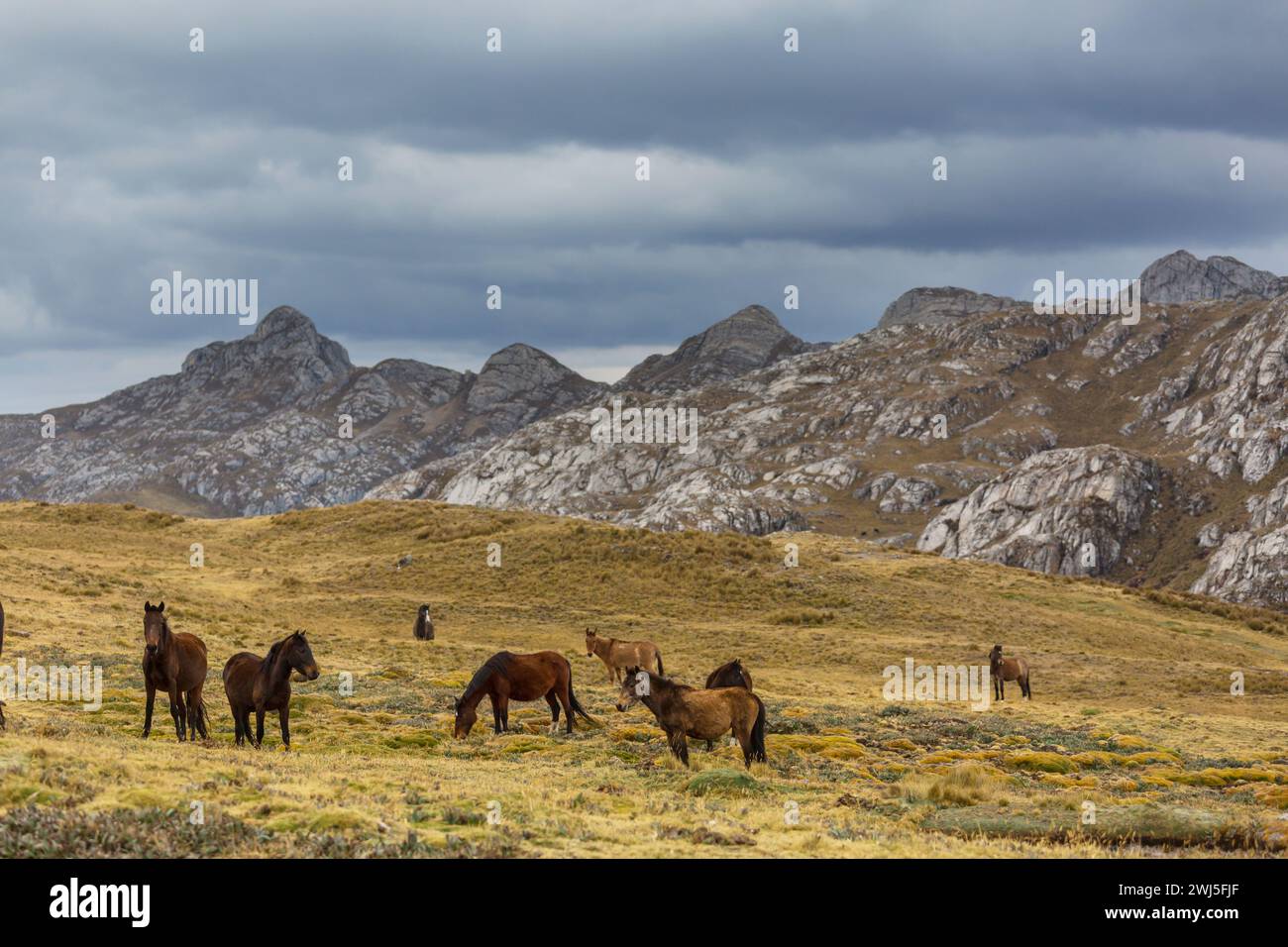 Cavallo in montagna Foto Stock
