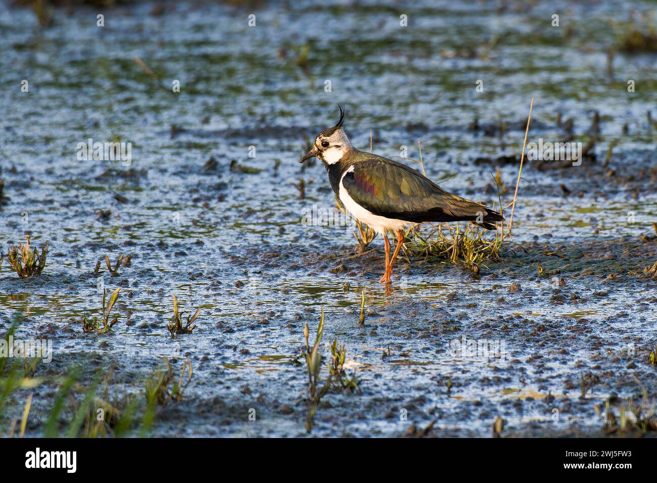Northern Lapwing in cerca di cibo Foto Stock