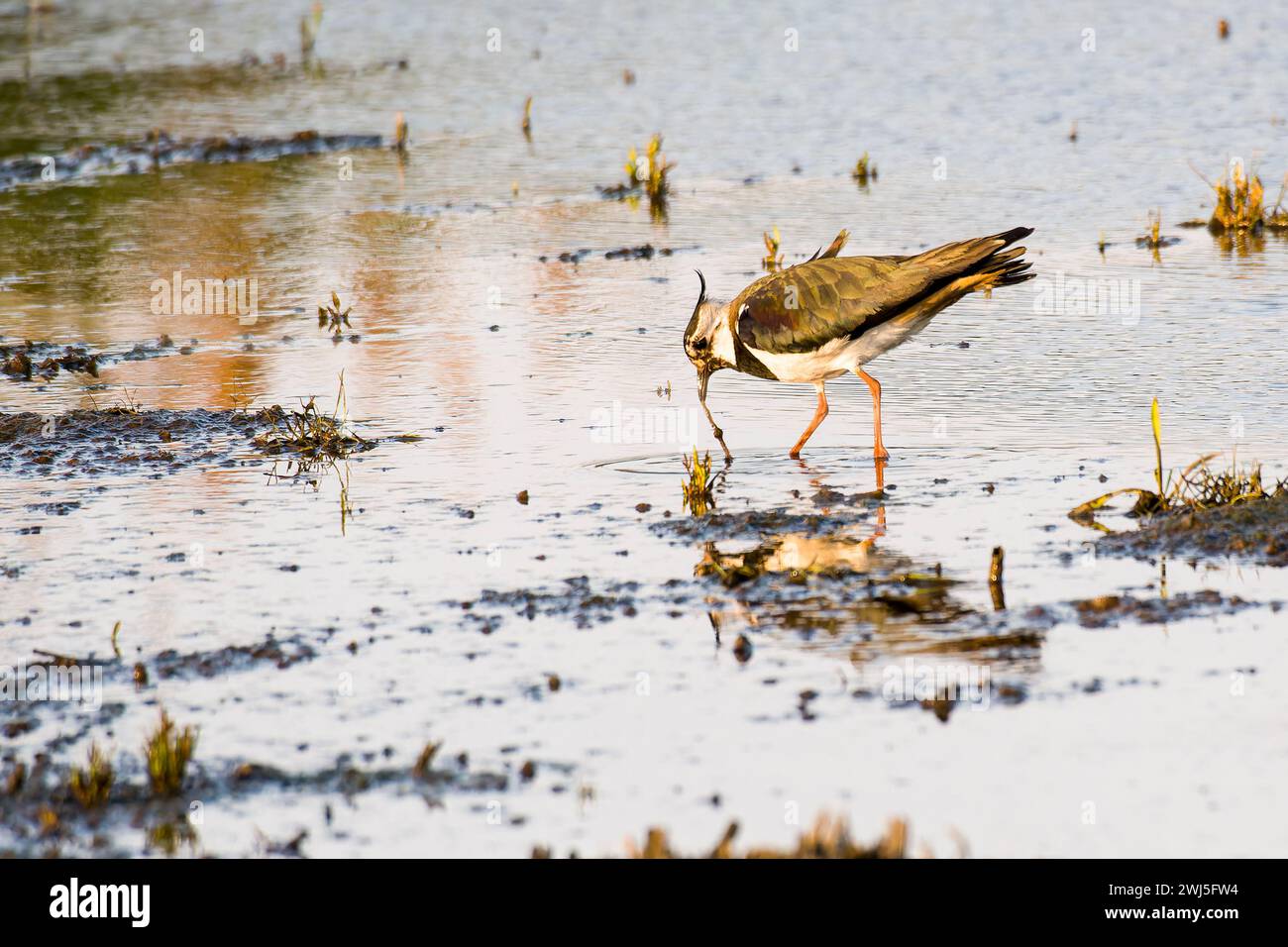 Northern Lapwing in cerca di cibo Foto Stock