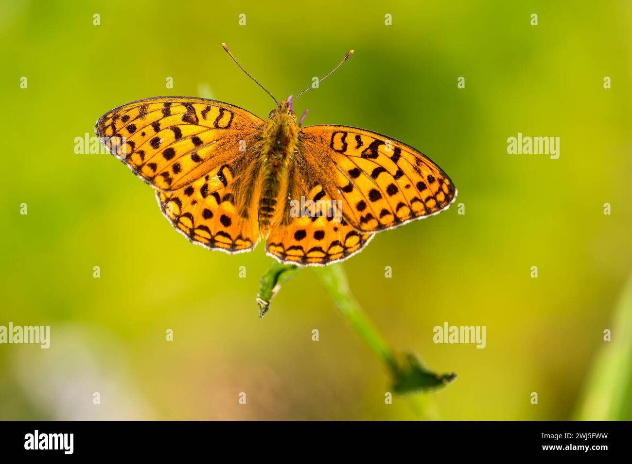 Alta fritillary marrone Foto Stock