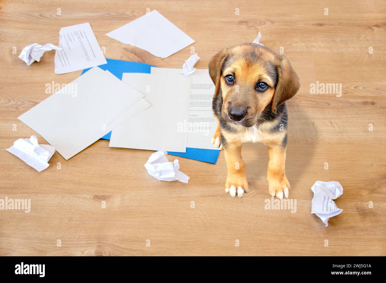 Cattivi cani seduti sui pezzi strappati di documenti che guardano la fotocamera. Foto Stock