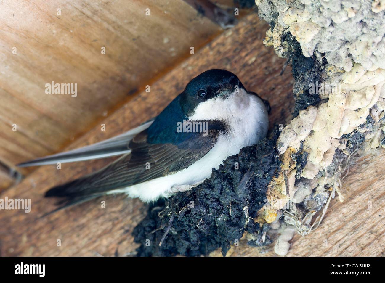 La casa comune martins nidifica in primavera Foto Stock