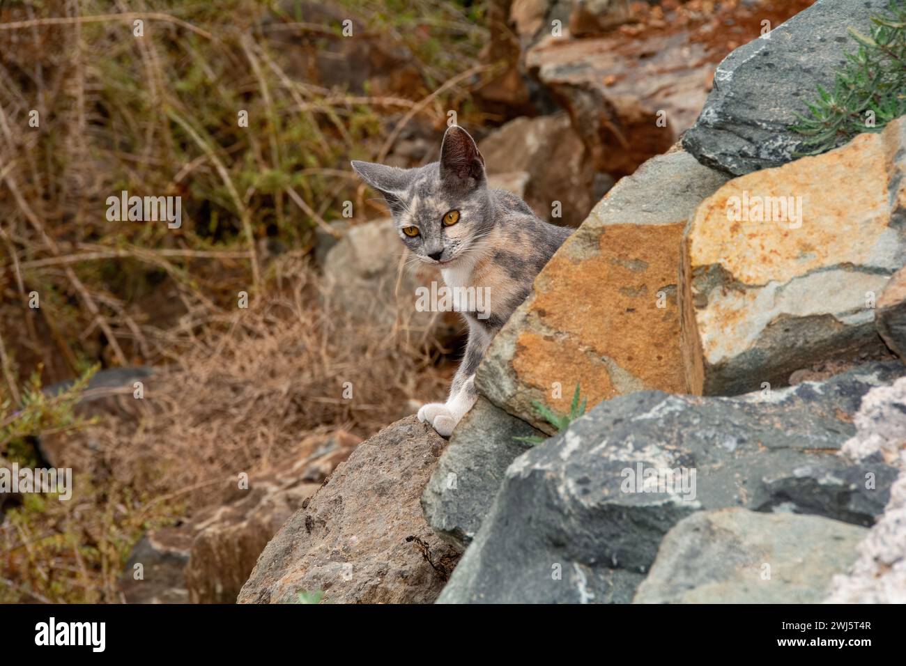 Un gatto da strada grigio su una parete rocciosa sull'isola di Gran Canaria in Spagna Foto Stock
