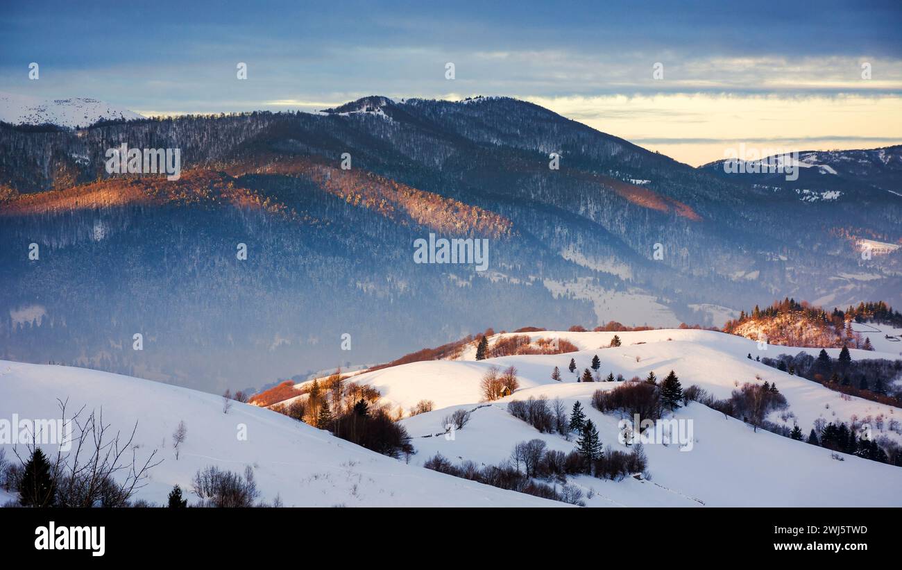 paesaggio rurale montagnoso dell'ucraina in inverno all'alba. paesaggio della campagna dei carpazi con colline ondulate coperte di neve alla luce del mattino Foto Stock