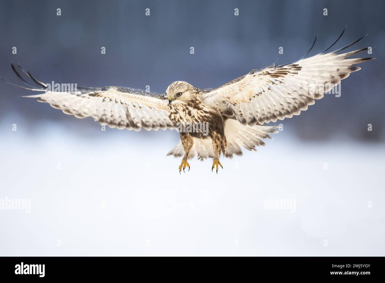 Atterra nella laguna di Buzzard Buteo con le zampe ruvide nei campi con neve invernale, poiane nell'habitat naturale, falco a terra, uccello predatore da vicino Foto Stock