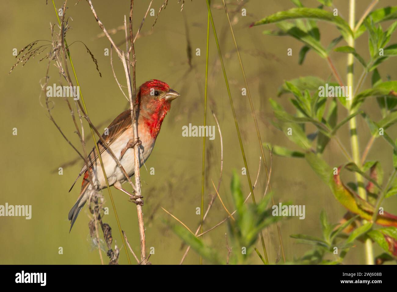 Uccello comune Rosefinch Erythrinus carpodacus, piccolo uccello migratorio in piume rosse, tempo estivo maschile Polonia, Europa Foto Stock