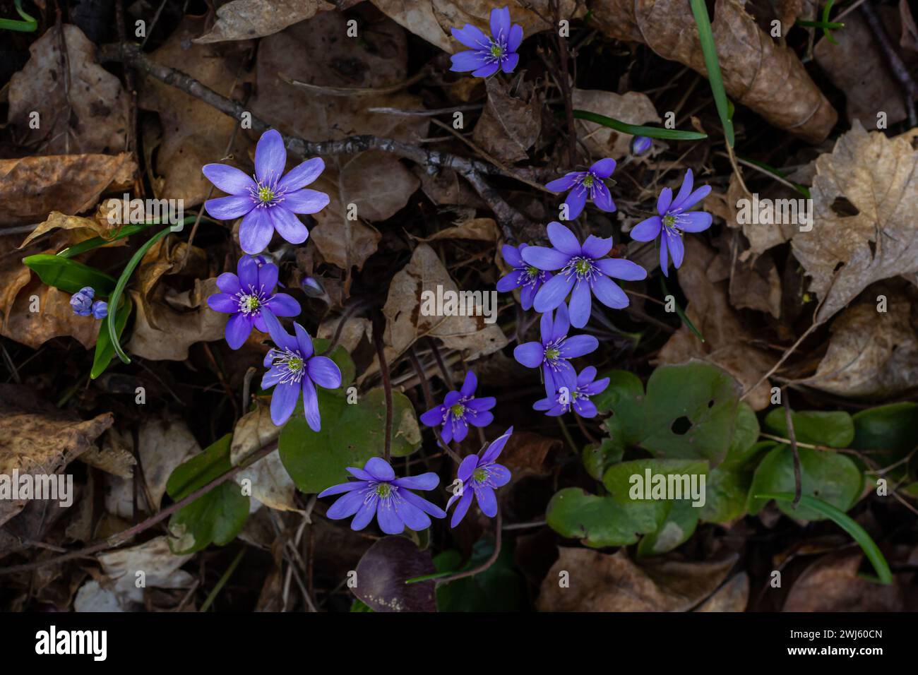 Bella macro ripresa di un primo singolo fiore selvatico grande Hepatitis Hepatitis transylvanica blu che inizia a fiorire tra foglie secche all'inizio della primavera. Foto Stock