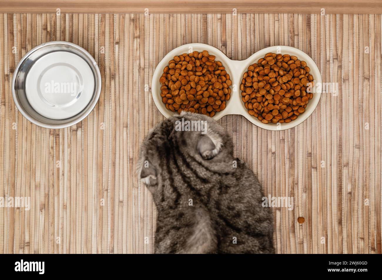 Un gatto a righe grigie siede pazientemente accanto a due ciotole di cibo secco. Cura e alimentazione del CET Foto Stock