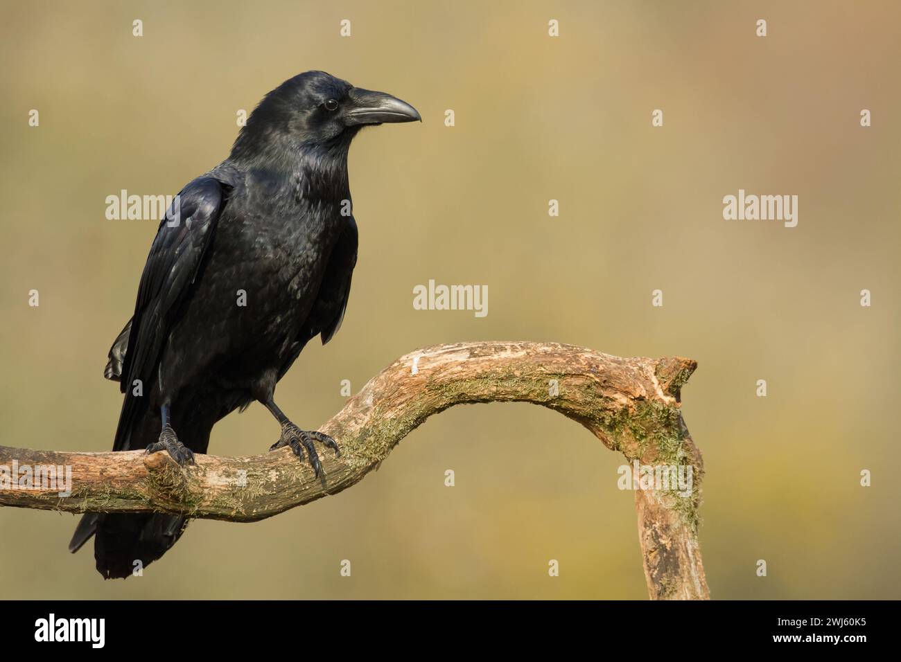Bellissimo corvo Corvus corace uccello volante Polonia del Nord Europa Foto Stock