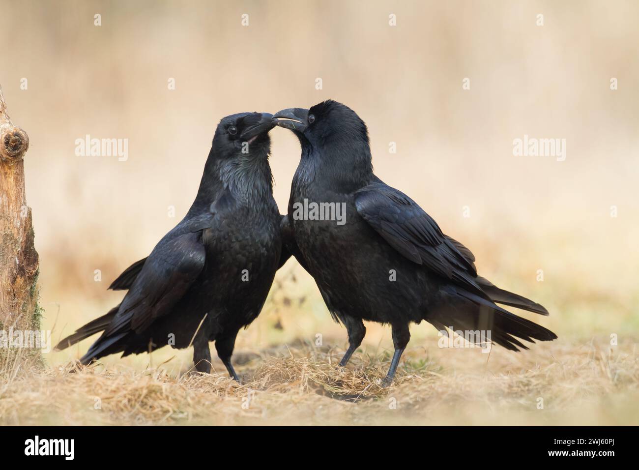 Bellissimo corvo Corvus corace uccello volante Polonia del Nord Europa Foto Stock