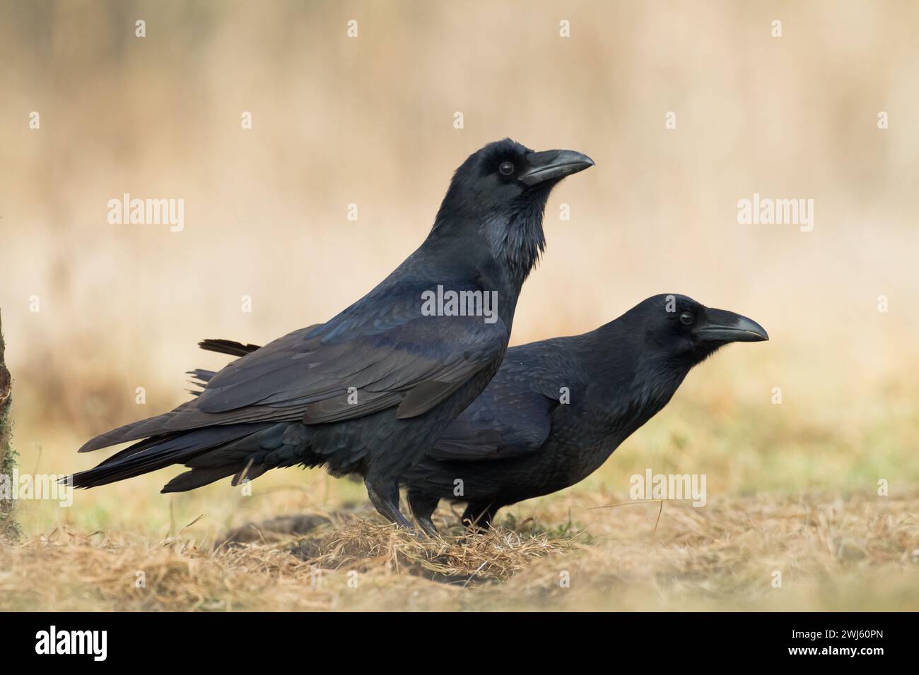 Bellissimo corvo Corvus corace uccello volante Polonia del Nord Europa Foto Stock