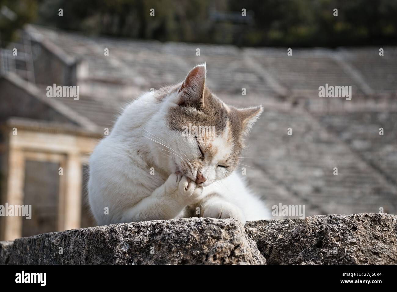 Ritratto di gatto di fronte all'antico teatro greco Foto Stock