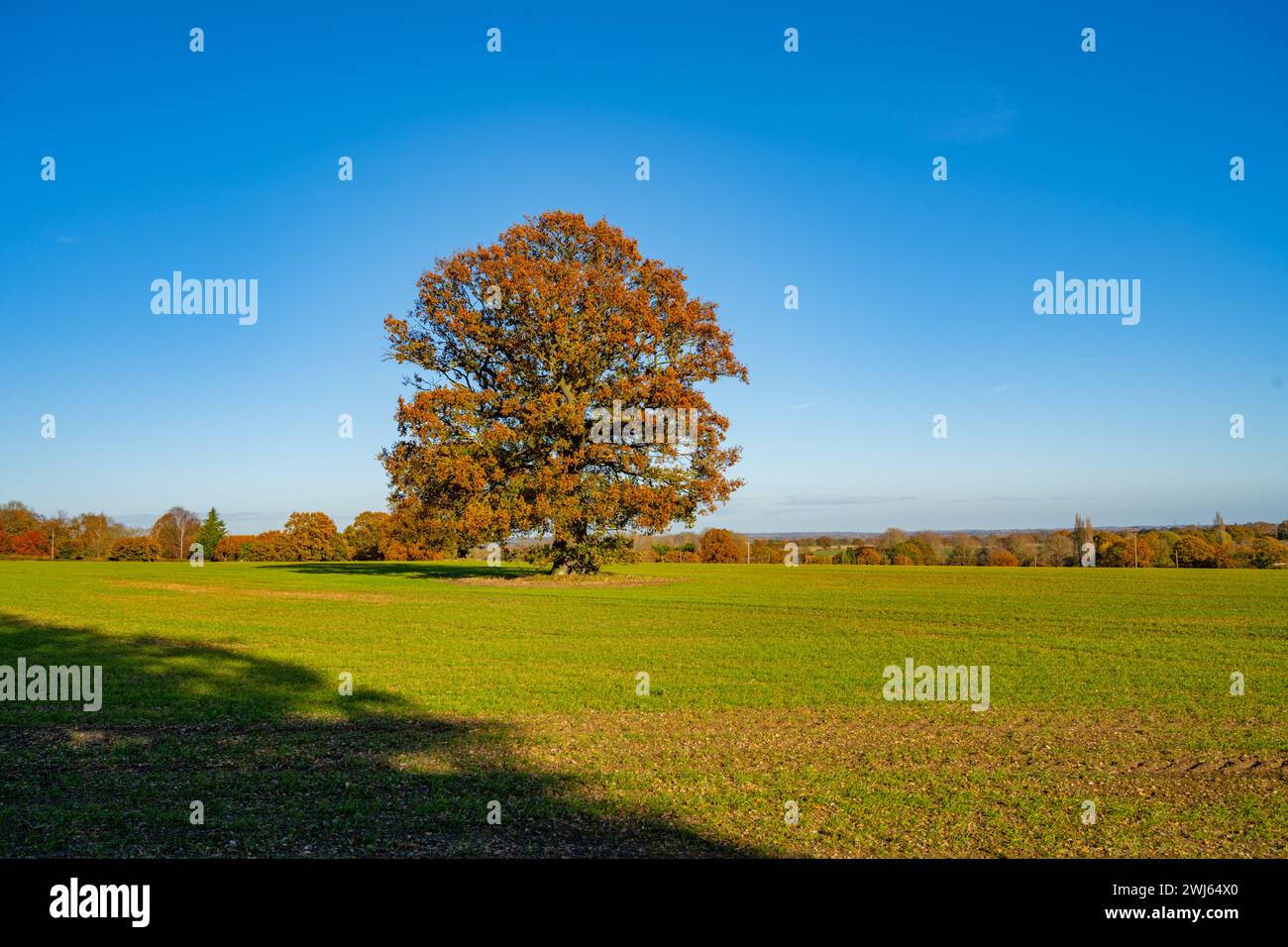 Boschi e campi vicino a Woodham Walter vicino a Maldon Essex Foto Stock