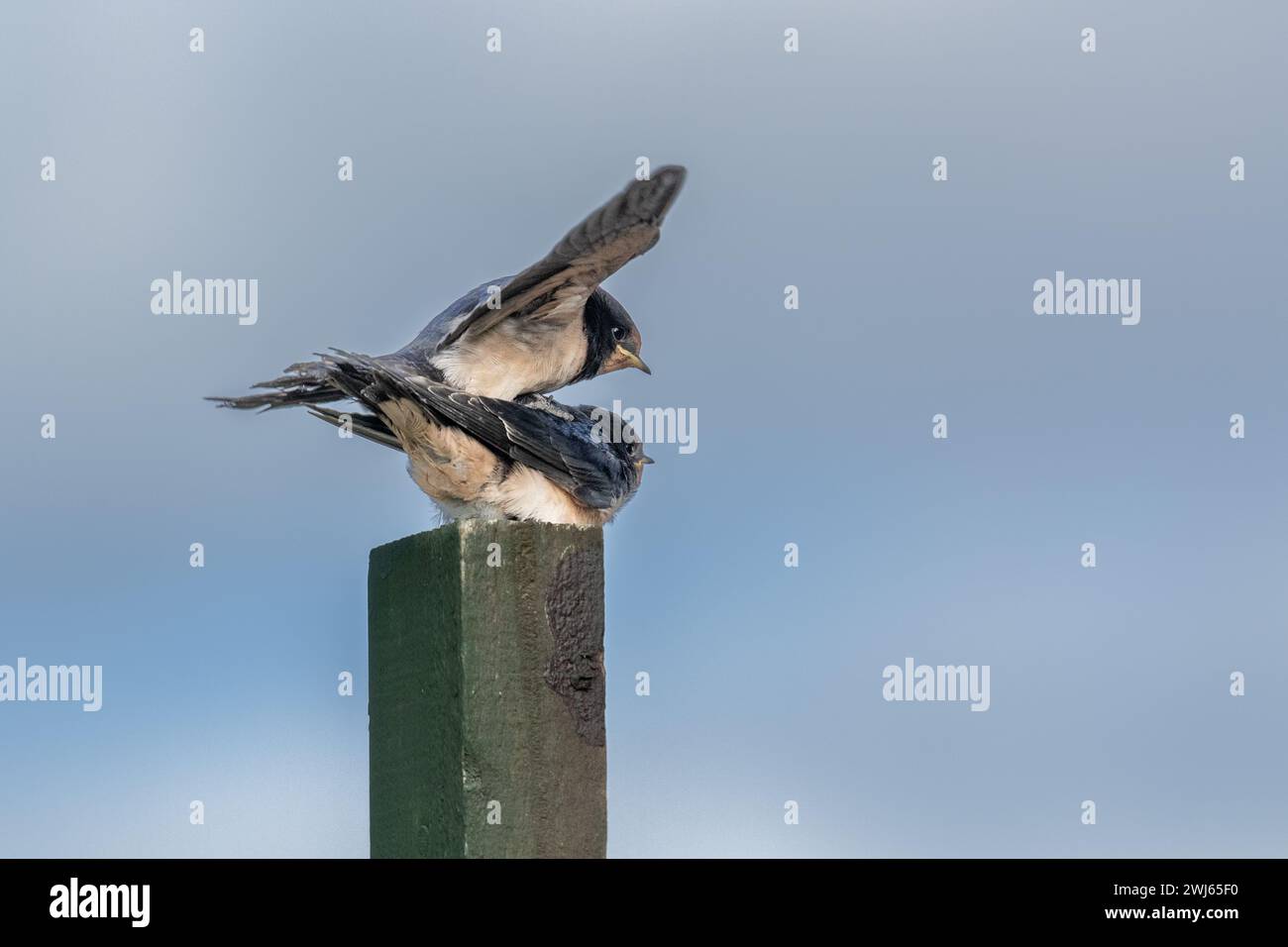 Due fienili inghiottono (Hirundo Rustica) cadono su un palo di legno in attesa che un genitore porti il cibo. Foto Stock