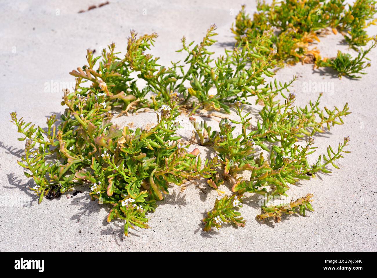 Il ricercatore europeo (Cakile maritima) è una pianta annuale succulente originaria delle coste europee, dell'Africa settentrionale, del Nord e del Sud America, dell'Australia e. Foto Stock