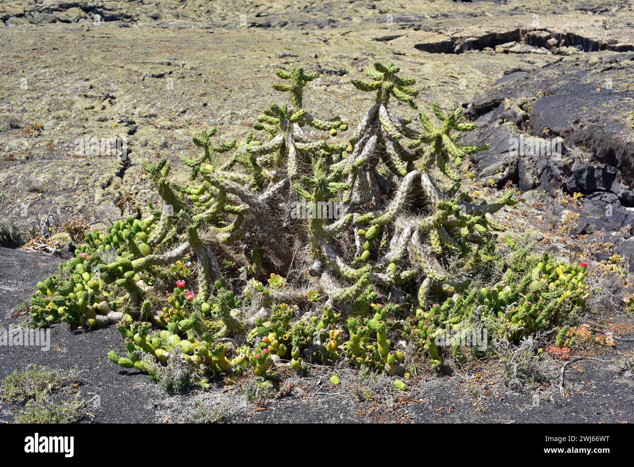 La spilla di Eve (Austrocyilindropuntia subulata o Opuntia subulata) è una pianta succulenta spinosa originaria del Perù e dell'Ecuador e naturalizzata in altri temperati Foto Stock