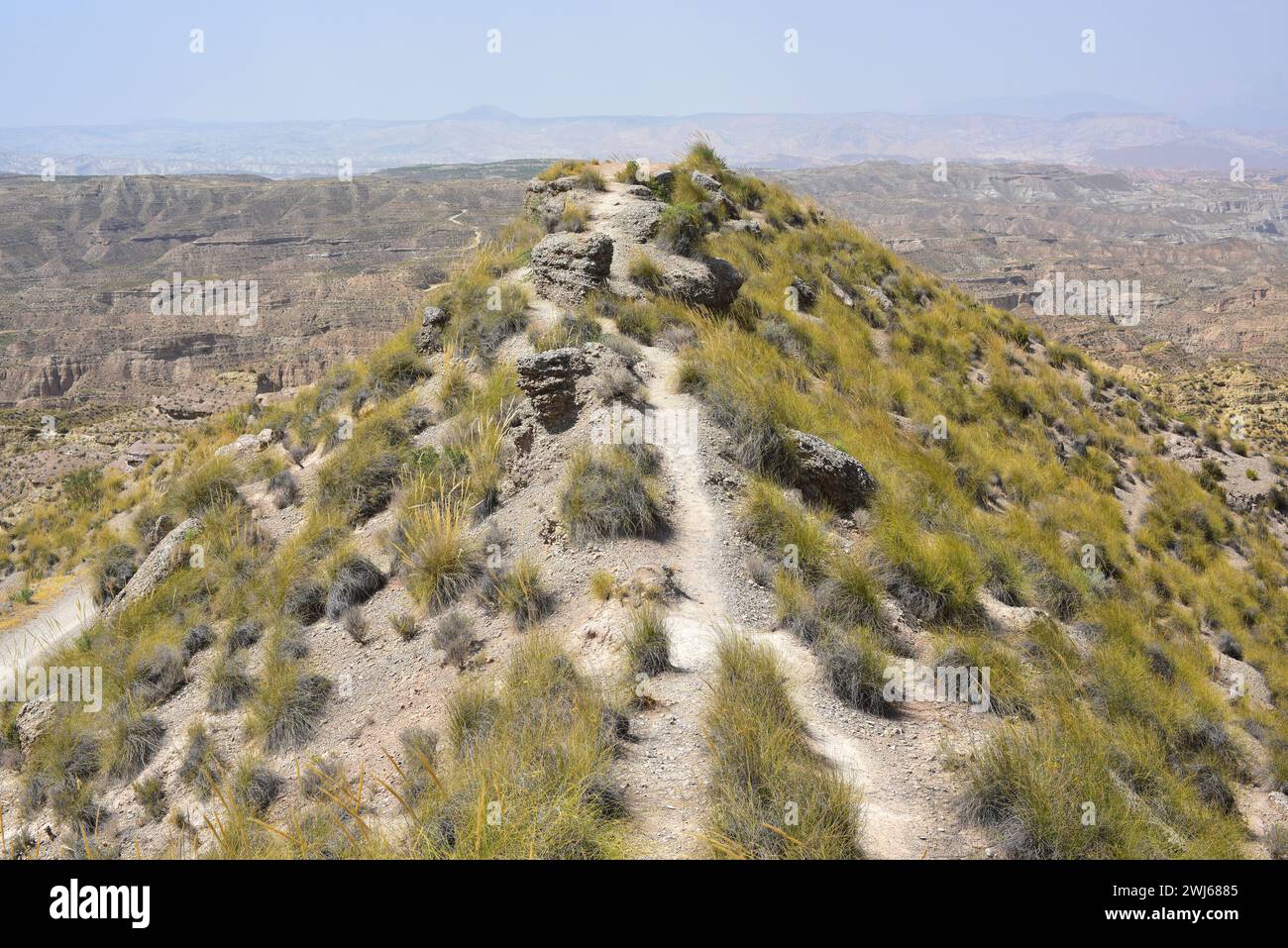 L'esparto o l'erba di esparto (Stipa tenacissima) è un'erba perenne endemica del Mediterraneo occidentale (Africa settentrionale e penisola iberica meridionale). PR Foto Stock