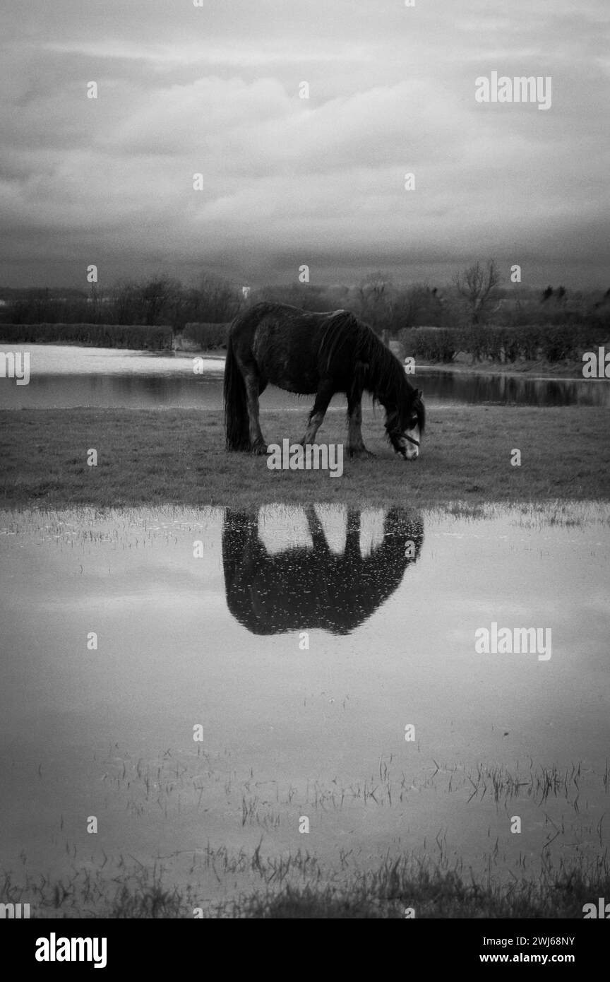 Cavallo in bianco e nero Foto Stock