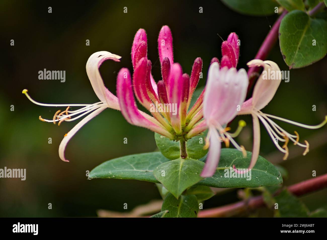 Fiore di caprifoglio in un giardino con uno sfondo morbido e focalizzato Foto Stock