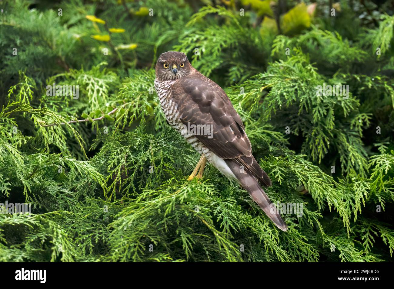 Sparrowhawk maschio arroccato, primo piano su una siepe verde che guarda avanti Foto Stock