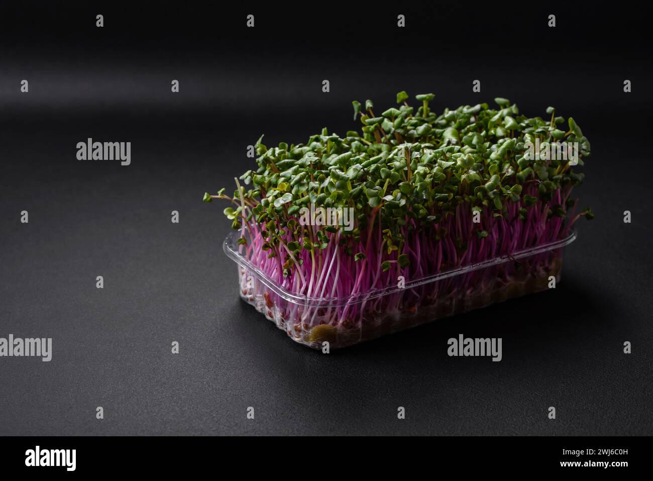 Ravanello microverde fresco in una scatola di plastica su sfondo di cemento scuro Foto Stock