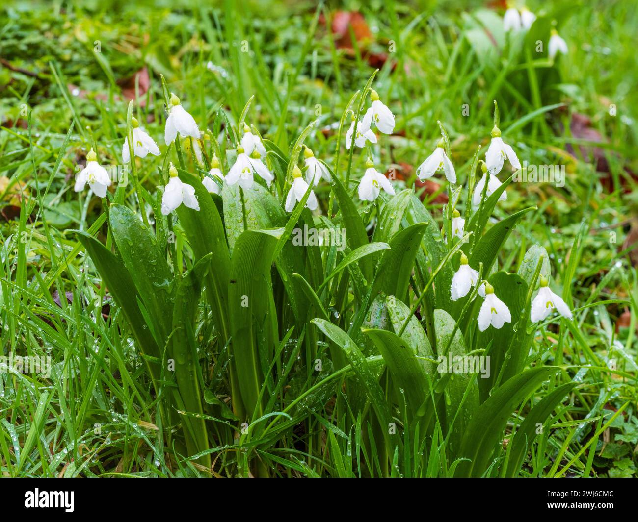 Hardy Species snowdrop, Galanthus woronowii, at the Garden House, Buckland Monachorum, Devon, Regno Unito Foto Stock