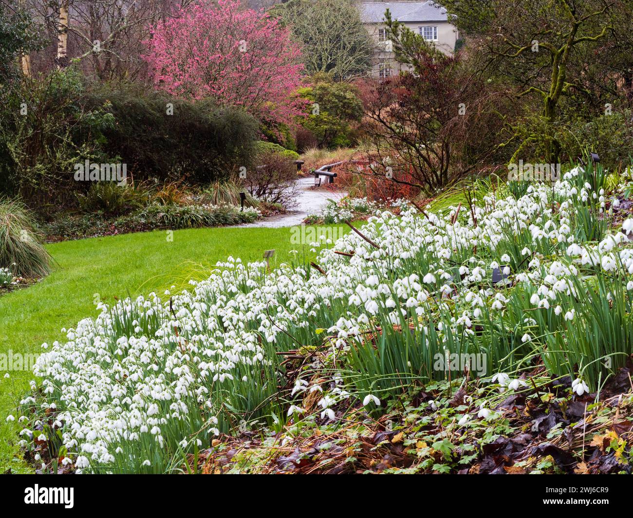 Vista invernale delle gallerie di snowdrop, delle varietà Galanthus elwesii, The Garden House, Devon, Regno Unito Foto Stock
