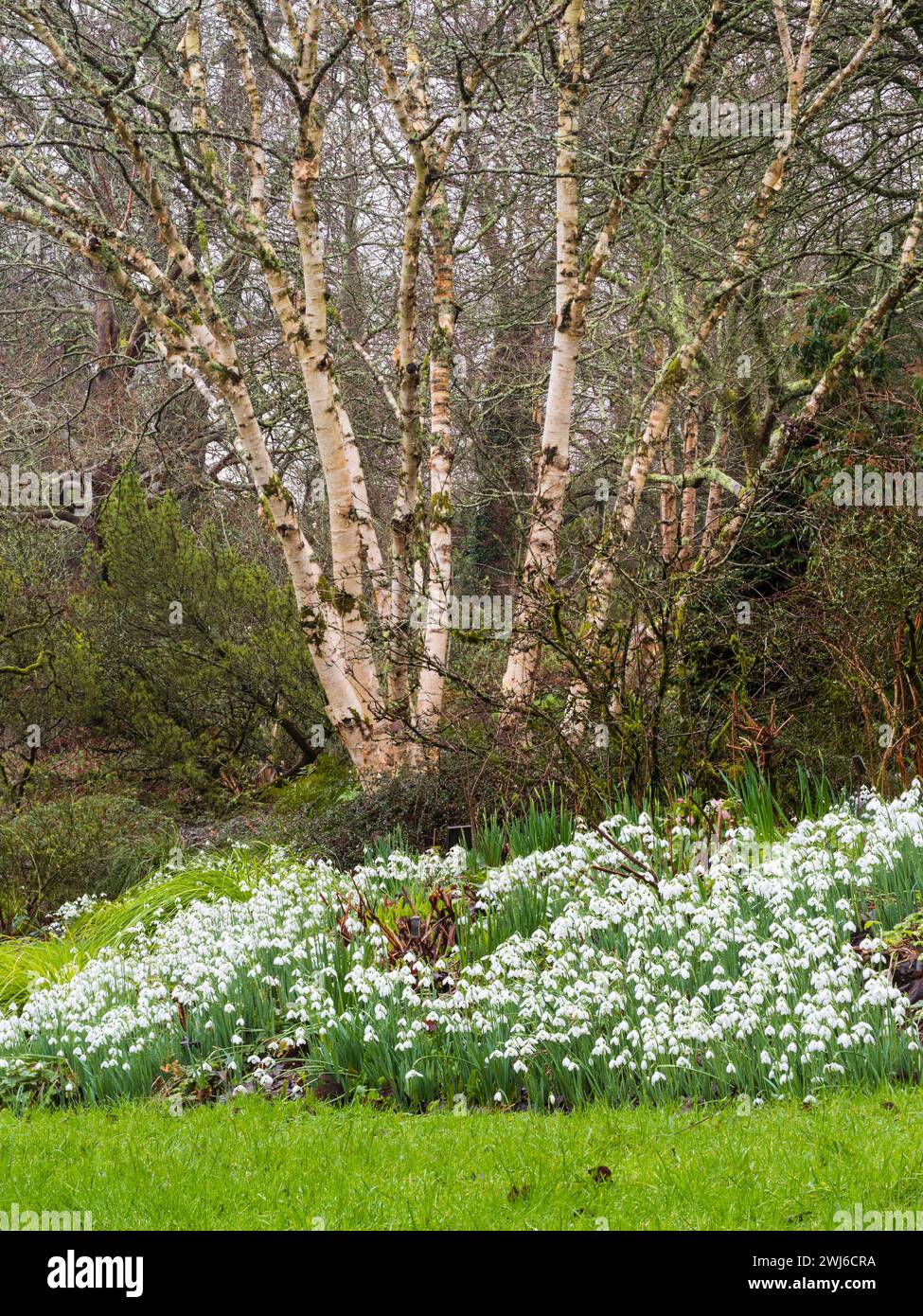 Vista invernale delle cime di neve, varietà Galanthus elwesii, di fronte al Betula 'Festowii' presso la Garden House, Devon, Regno Unito Foto Stock