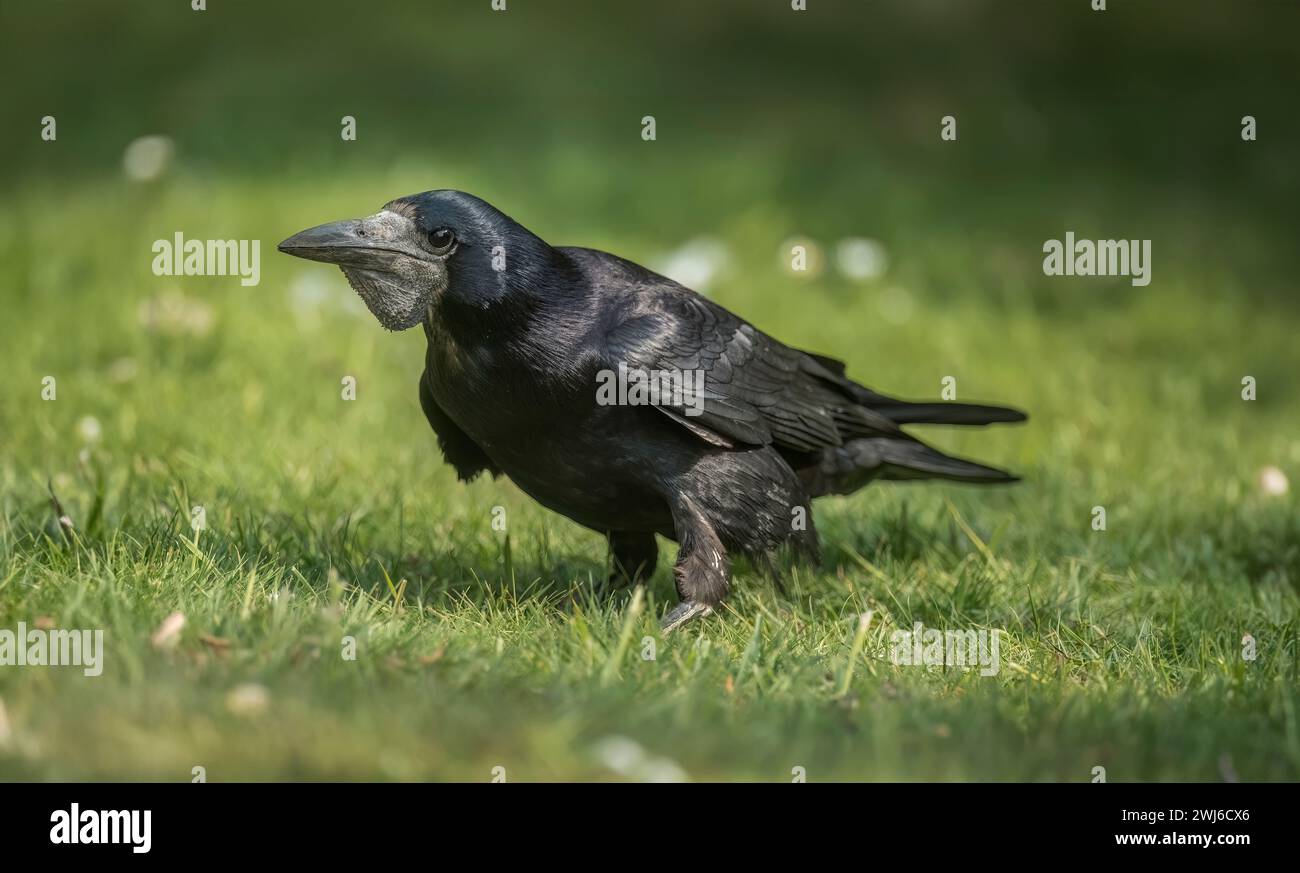 Rook, Corvus frugilegus, primo piano nel Regno Unito Foto Stock