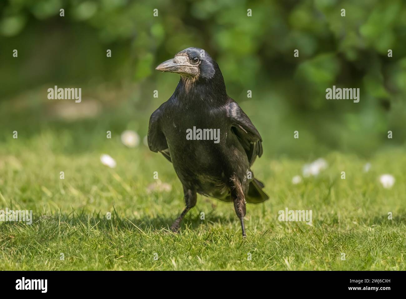 Rook, Corvus frugilegus, primo piano nel Regno Unito Foto Stock