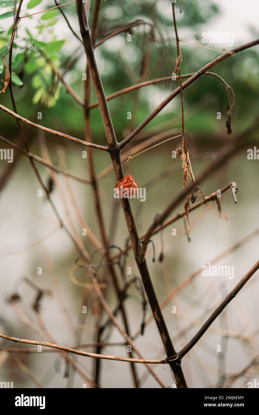 Rametti morti di piante hanno lasciato un frutto sulla pianta Foto Stock