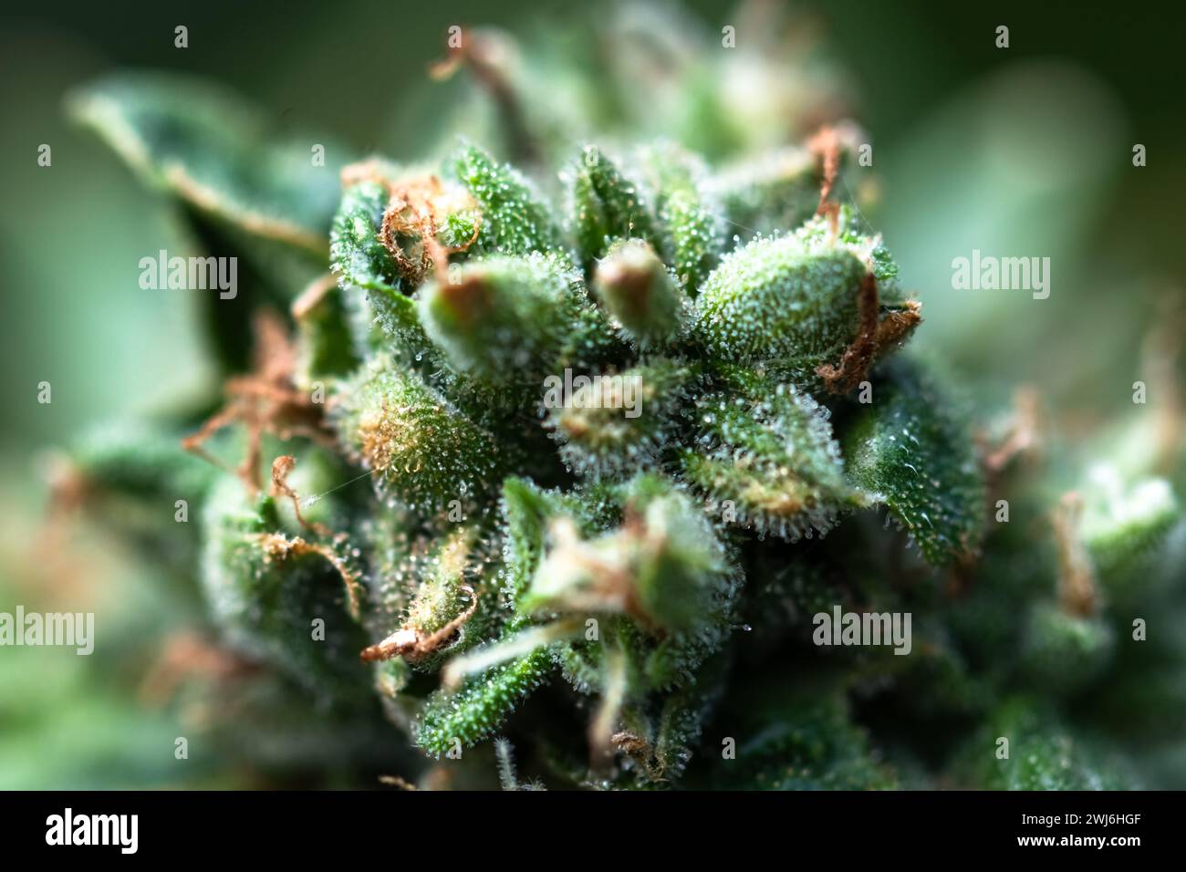 Macro shot di cannabis indica sativa bocciolo fiorito. Trichomes e capelli di fiore di marijuana. Concetto di coltivazione di cannabis medica Foto Stock