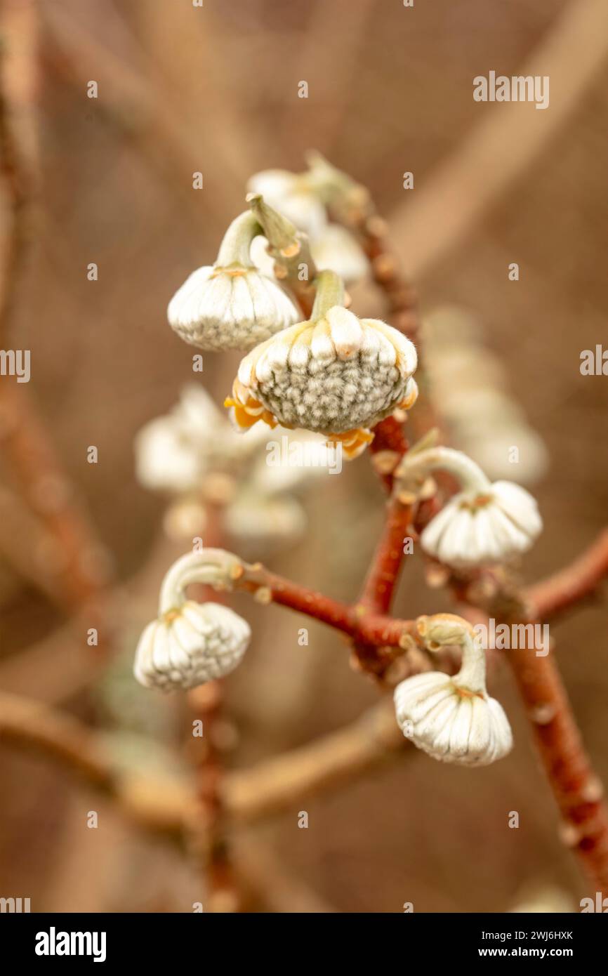 Ravvicinato naturale pianta fiorita ritratto del pensiero che provoca Edgeworthia chrysantha, cespuglio cartaceo orientale, mitsumata, nel tardo inverno Foto Stock