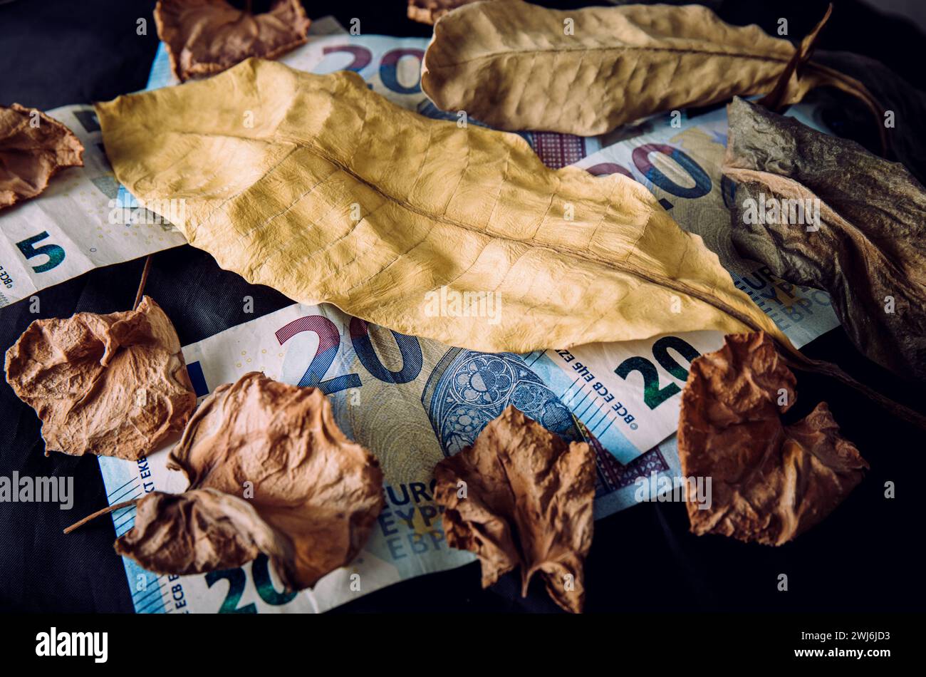 L'immagine concettuale delle finanze dell'euro si esaurisce. Banconote in euro con foglie di piante essiccate su sfondo nero, luce drammatica. Ripresa in studio. Foto Stock