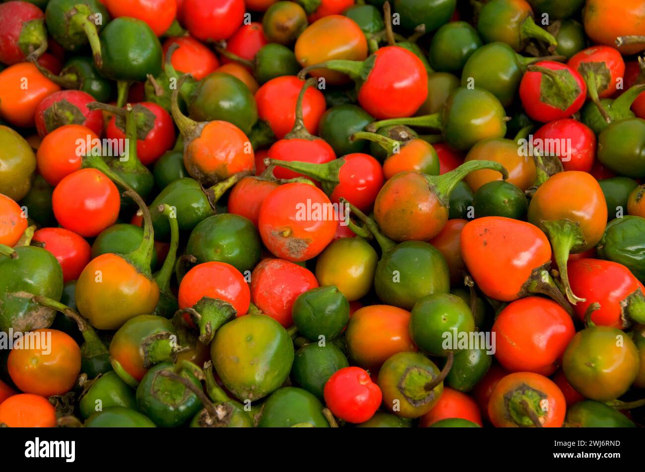 Peperoni jingle, Rickreal Farmers Market, Rickreal, Oregon Foto Stock