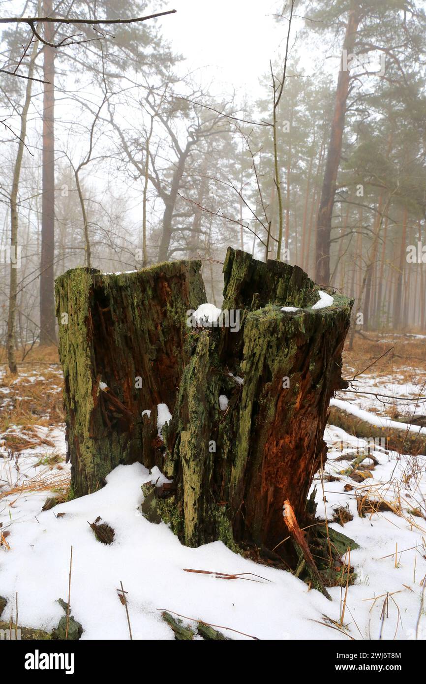 Paesaggio con un vecchio ceppo di legno morto nella foresta nebbiosa Foto Stock Paesaggio con un vecchio ceppo di legno morto nella foresta nebbiosa Foto Stock