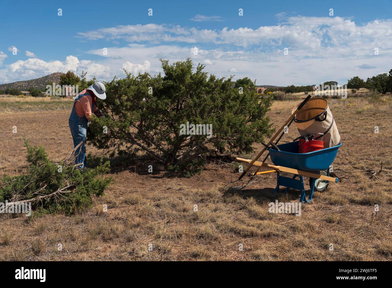 DONNA CHE TAGLIA L'ALBERO DEL GINEPRO, SANTA FE, NEW MEXICO, USA Foto Stock