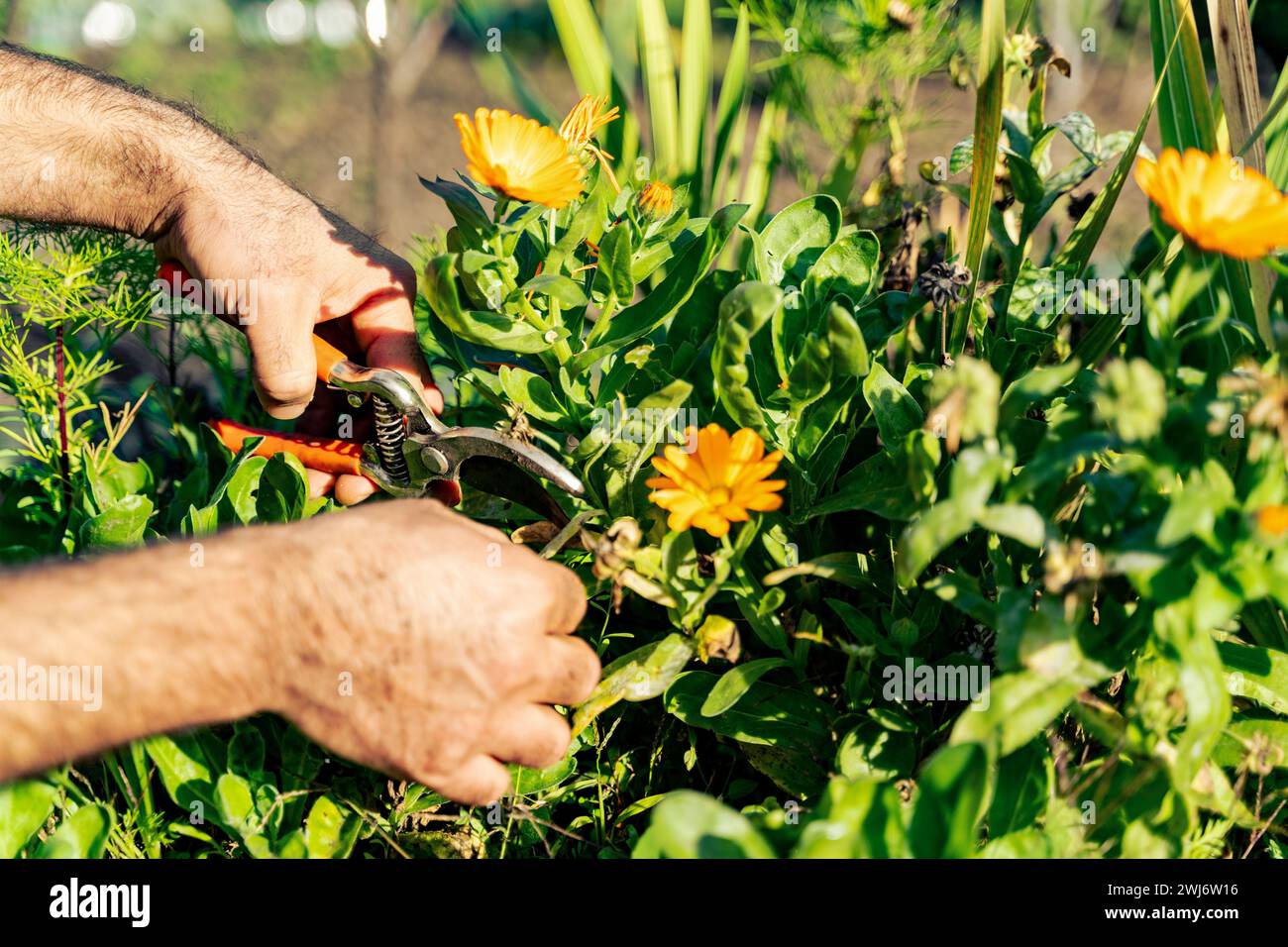 le mani dell'agricoltore senza guanti rifiniscono le foglie di fiori d'arancio con un attrezzo da giardino Foto Stock