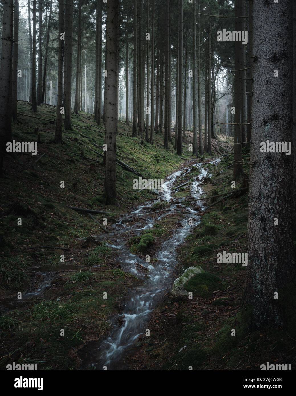 Una tranquilla scena boschiva con acqua che scorre a cascata lungo un sentiero Foto Stock