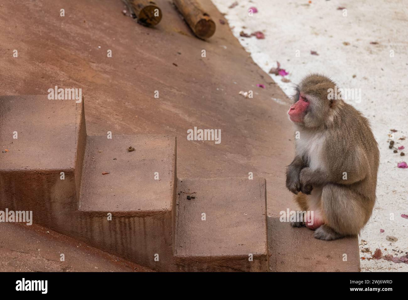 Il macaco giapponese (Macaca fuscata, scimmia delle nevi) in fondo alle scale nel giardino zoologico di Lisbona, Portogallo. Scimmia del vecchio mondo nella famiglia C. Foto Stock