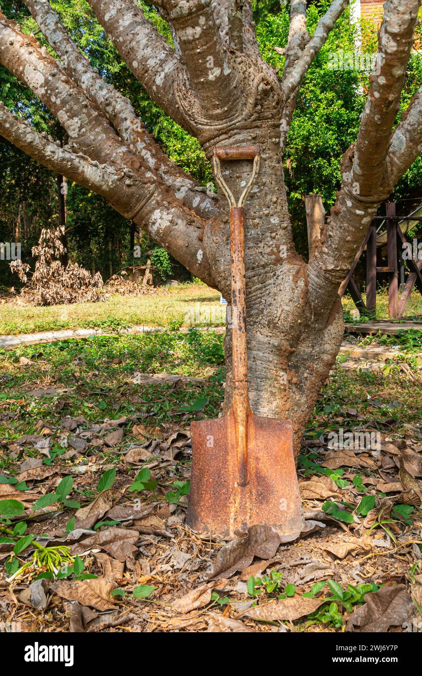 La vecchia pala arrugginita si appoggia all'albero di frangipani. Vista di un vecchio attrezzo da giardino, di un manico in legno e di una pala arrugginita a punta quadrata che si trova sotto l'albero. Foto Stock