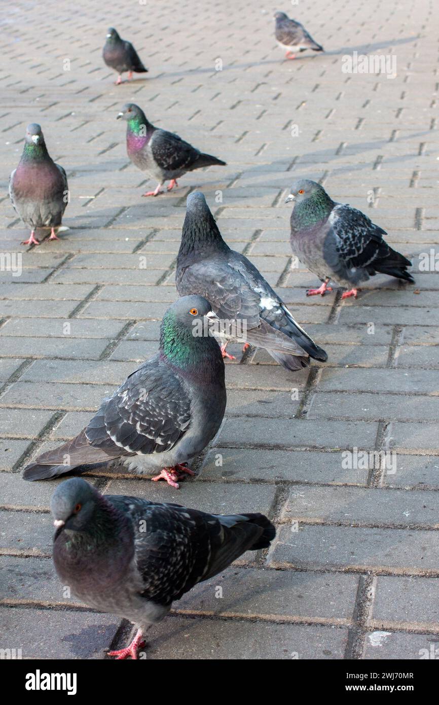 Uccelli della città Foto Stock