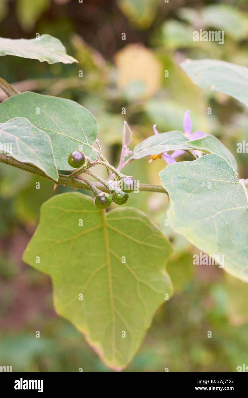 primo piano di bacche di tacchino in giardino, solanum torvum, aka pokak, thibbatu, melanzane di pisello, fichi diavoli o melanzane selvatiche, piccoli frutti rotondi Foto Stock