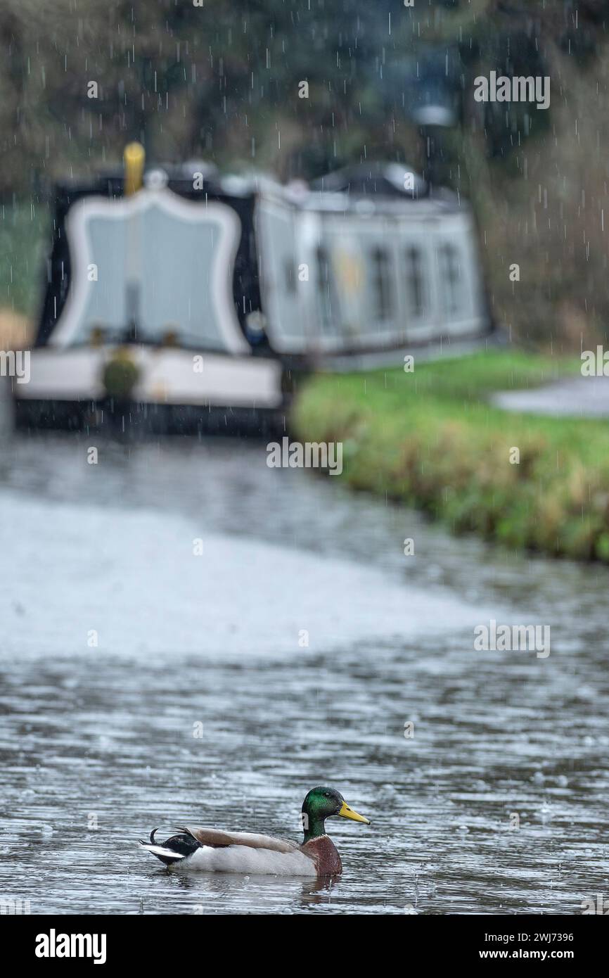 Kidderminster, Regno Unito.13 febbraio 2024. Meteo nel Regno Unito: Ancora più pioggia nelle Midlands con temperature che faticano a colpire due cifre. Solo le anatre su questo canale del Worcestershire sembrano essere felici delle attuali condizioni meteorologiche. Crediti: Lee Hudson/Alamy Live News Foto Stock